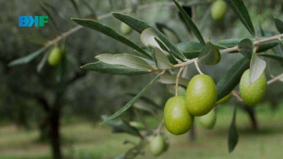 Variedades de aceituna argentinas