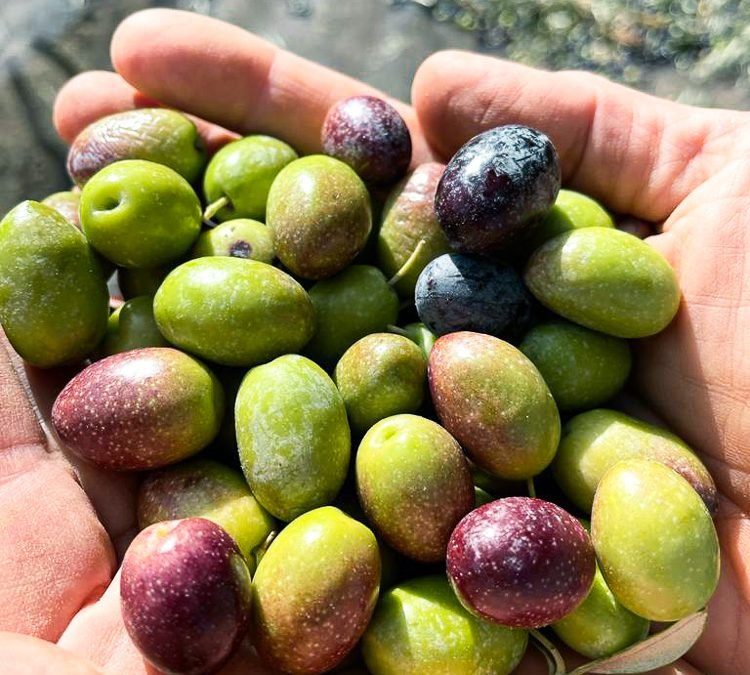 Variedad Picual
